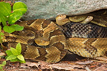 Timber rattlesnakes (Crotalus horridus) gravid females basking to bring young to term with Common garter snakes (Thamnophis sirtalis) Pennsylvania, USA