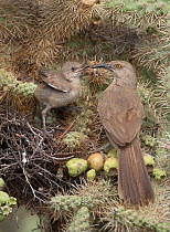 Curve-billed thrashers (Toxostoma curvirostre) parent with chick at nest in Cholla cactus (Opuntia) Sonoran desert Arizona, July