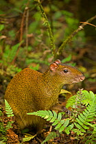 Central American agouti (Dasyprocta punctata) in undergrowth, Guanacaste National Park, Costa Rica