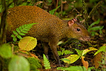 Central American agouti (Dasyprocta punctata) in undergrowth, Guanacaste National Park, Costa Rica