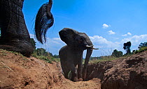 African elephant (Loxodonta africana) walking up a gully from the Mara River, wide angle perspective taken with a remote camera. Maasai Mara National Reserve, Kenya.