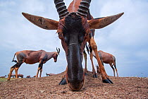 Topi (Damaliscus lunatus) small herd on plains, one looking into remote camera, wide angle perspective, Maasai Mara National Reserve, Kenya.