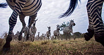 Common or Plains zebra (Equus quagga burchellii) herd running, wide angle perspective taken with a remote camera. Maasai Mara National Reserve, Kenya.