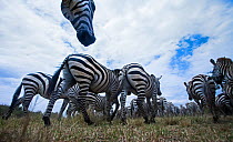 Common or Plains zebra (Equus quagga burchellii) herd on the move, wide angle perspective taken with a remote camera. Maasai Mara National Reserve, Kenya.