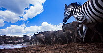 Common or Plains zebra (Equus quagga burchellii) and Eastern White-bearded Wildebeest  (Connochaetes taurinus) mixed herd crossing river on migration, wide angle view taken on remote camera. Maasai Ma...