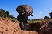 African elephant (Loxodonta africana) climbing a gully from the Mara River, wide angle perspective taken with a remote camera. Maasai Mara National Reserve, Kenya.