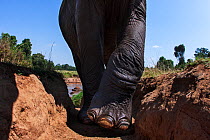 African elephant (Loxodonta africana) close up of leg and foot whilst climbing a gully from the Mara River, wide angle perspective taken with a remote camera. Maasai Mara National Reserve, Kenya.