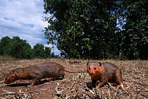 Dwarf mongooses (Helogale parvula) approaching with remote camera with curiosity, wide angle perspective Maasai Mara National Reserve, Kenya.