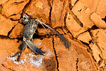 Small bird dead from sulphur poisoning, Dallol area, Lake Assale, Afar Region, Ethiopia, Africa. November 2014.