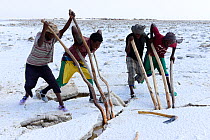 Salt extraction at Lake Assale in the Danakil depression, Afar men lever out salt blocks for trade. Afar Region, Ethiopia, Africa. November 2014.