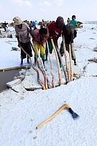 Salt extraction at Lake Assale on the Danakil depression, Afar men lever out salt blocks for trade. Afar Region, Ethiopia, Africa. November 2014.