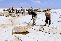 Salt extraction at Lake Assale on the Danakil depression, Afar men extract salt blocks for trade. Afar Region, Ethiopia, Africa. November 2014.