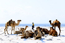 Salt caravan of dromedary camels (Camelus dromedarius), Lake Assale, in the Danakil depression, Afar Region, Ethiopia, Africa. November 2014.