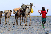 Salt caravan of dromedary camels (Camelus dromedarius), crossing Lake Assale, one of the largest salt lakes in Africa. Afar Region, Ethiopia, Africa. November 2014.