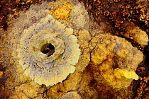 Sulfur fumaroles with potassium salts mineral deposits, Dallol hydrothermal area of Lake Assale. Danakil Depression, Afar Region, Ethiopia, Africa. November 2014.
