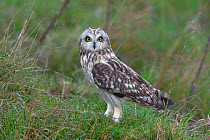 Short eared owl (Asio flammeus) on ground, Breton Marsh, Vendee, France. November.