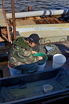 Gold dredger sieving water, Sewards Peninsula, Nome, Alaska, USA, September, August.