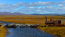 Old rusted steam train, Sewards Peninsula, Nome, Alaska, USA, September 2015.