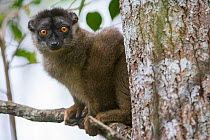Brown Lemur (Eulemur fulvus), male, Andasibe-Analamazaotra SR, Madagascar
