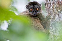 Brown Lemur (Eulemur fulvus), male, Andasibe-Analamazaotra SR, Madagascar