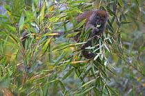 Gray Bamboo Lemur (Hapalemur griseus griseus) feeding on bamboo, Andasibe-Analamazaotra SR, Madagascar Critically Endangered