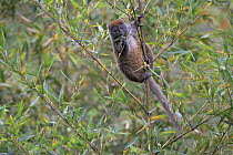 Gray Bamboo Lemur (Hapalemur griseus griseus) feeding on bamboo, Andasibe-Analamazaotra SR, Madagascar Critically Endangered
