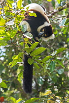 Southern Black and White Ruffed Lemur (Varecia variegata editoru) Andasibe-Analamazaotra SR, Madagascar