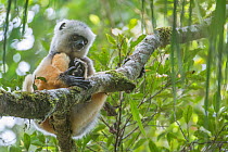 Diademed Sifaka (Propithecus diadema) sitting up in tree, Andasibe-Analamazaotra SR, Madagascar  IUCN Endangered species
