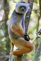 Diademed Sifaka (Propithecus diadema), Andasibe-Analamazaotra SR, Madagascar  IUCN Endangered species