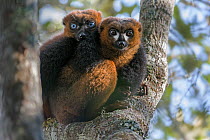 Red-bellied Lemur (Eulemur rubriventer) one with blue eyes and one with brown eyes, Andasibe-Analamazaotra SR, Madagascar