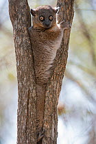 Hubbard's Sportive lemur (Lepilemur hubbardorum) in tree fork, Zombitse-Vohibasia NP, Madagascar