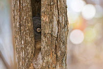 Hubbard's Sportive lemur (Lepilemur hubbardorum) peeping out from tree hole,  Zombitse-Vohibasia NP, Madagascar
