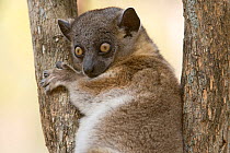 Hubbard's Sportive lemur (Lepilemur hubbardorum) in tree fork, Zombitse-Vohibasia NP, Madagascar
