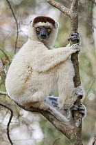 Verreaux's sifaka (Propithecus verreauxi) sitting in tree, Zombitse-Vohibasia NP, Madagascar