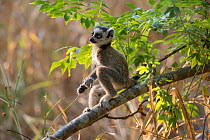 Ring-tailed lemur (Lemur catta) juvenile on branch, Anjaha community conservation site,  Ambalavao, Madagascar