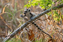 Ring-tailed lemur (Lemur catta) juvenile on branch, Anjaha community conservation site,  Ambalavao, Madagascar
