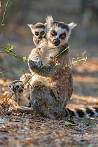 Ring-tailed lemur (Lemur catta) female with twins feeding on plant, Anjaha community conservation site, Ambalavao, Madagascar