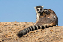 Ring-tailed lemur (Lemur catta) female at rest with baby on her back, Anjaha community conservation site, Ambalavao, Madagascar