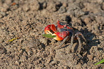 Marsh crab (Neosarmatium meinerti) collectiing mangrove tree leaves and carrying to its hole, Morombe, Madagascar