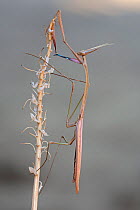 Mantis (Empusa sp) on flower, near Tsaranoro massif, Andringitra NP, Madagascar