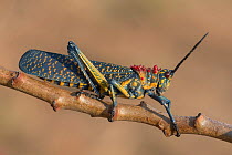Rainbow Milkweed locust (Phymateus saxosus) near Tsaranoro massif, Andringitra NP, Madagascar