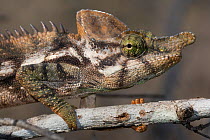 Horned spiny-backed chameleon (Furcifer antimena) Reniala Forest, Mangily, Madagascar