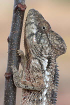 Malagasy giant / Oustalet's chameleon (Furcifer oustaleti) near Tsaranoro massif, Andringitra NP, Madagascar