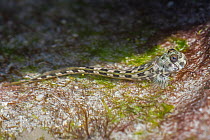 Mudskipper (Periophthalmus argentilineatus) Andavadoaka, Madagascar