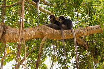 Dusky leaf monkey (Trachypithecus obscurus) two grooming in tree, Thailand