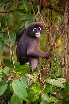 Dusky leaf monkey (Trachypithecus obscurus) in tree, Thailand