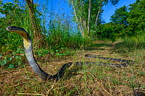 King cobra (Ophiophagus hannah) Thailand