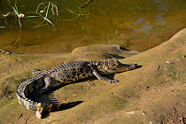 Siamese crocodile (Crocodymus siamensis) on bank, Thailand. Critically endangered.