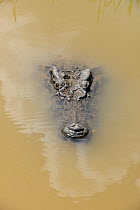 Siamese crocodile (Crocodymus siamensis) in water, Thailand. Critically endangered.