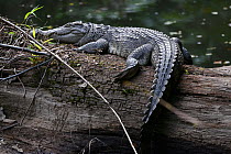 Siamese crocodile (Crocodymus siamensis) basking, Thailand. Critically endangered.